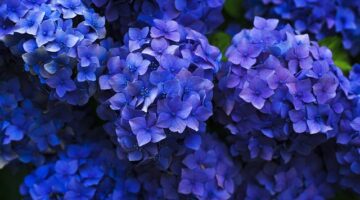 hydrangeas-1851481_640